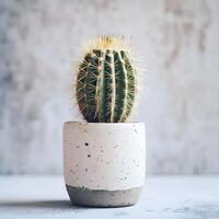 ai generato cactus nel un' minimalista pianta della casa pentola foto