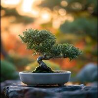 ai generato Bonsai albero nel un' minimalista pianta della casa pentola foto