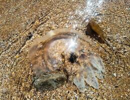 morto Medusa nel superficiale acqua. Medusa rizostoma radice corda, gettato per il riva di il mare. morto Medusa. foto