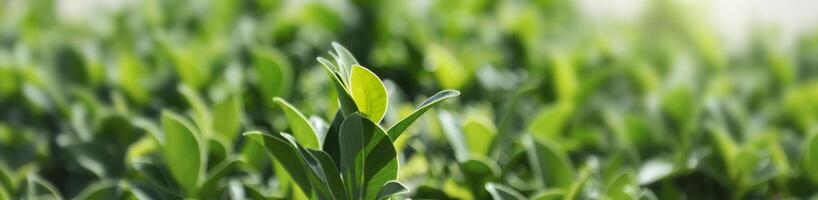 Selezionare messa a fuoco naturale verde foglia. tropicale le foglie su sfocato sfondo di altro le foglie foto