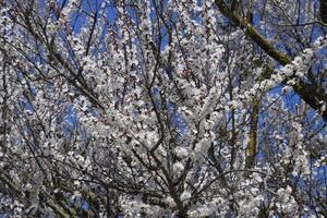 primavera fioritura alberi. impollinazione di fiori di albicocca. fioritura selvaggio albicocca nel il giardino foto