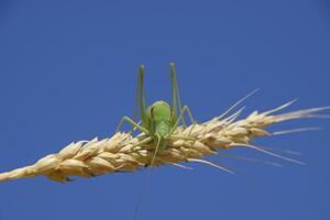 isofia. cavalletta è un isofia su un' Grano spighetta. isofia un' foto