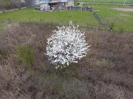 fioritura ciliegia prugna. un' prugna albero tra asciutto erba. bianca fiori di prugna alberi su il rami di un' albero. primavera giardino. foto