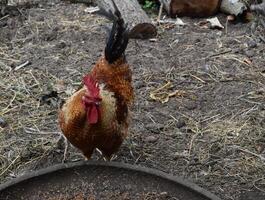 gallo. proprietario di un' pollame cortile. foto