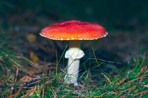 maturo amanita muscaria, conosciuto come il volare agarico o volare amanita. guarigione e medicinale fungo con rosso berretto in crescita nel foresta. può essere Usato per micro dosaggio, spirituale pratiche e sciamano rituali foto