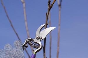 Rifinitura albero con un' taglierina. primavera potatura di frutta alberi. foto