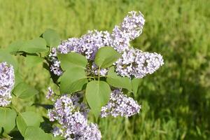 lilla fiori su il rami. bellissimo viola lilla fiori all'aperto. foto