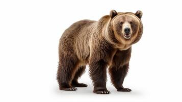 ai generato animale diritti concetto un' Marrone orso pieno corpo tangente contro un' bianca sfondo. foto