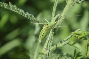 isofya su il cicoria steli. cavalletta isofia maschio foto