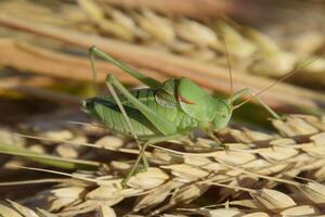 isofia. cavalletta è un isofia su un' Grano spighetta. foto