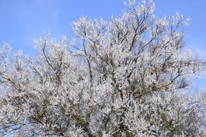 albicocca fiori su albero rami. primavera fioritura giardino. foto