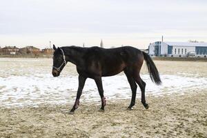 il cavallo camminava in giro il stadio foto