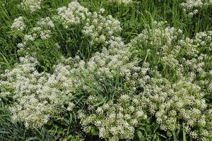 lepidio draba bianca fiori foto