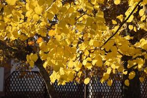 giallo le foglie di un' tiglio. ingiallimento le foglie su il rami di un' albero. autunno sfondo a partire dal le foglie di un' tiglio. giallo autunno le foglie foto