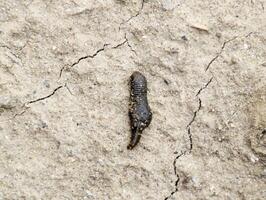 piccolo sanguisuga striscia al di sopra di spoglio suolo nel ricerca di umidità. foto