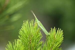 verde locuste, Ortotteri insetto foto