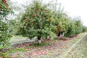 Mela frutteto. righe di alberi e il frutta di il terra sotto il alberi foto