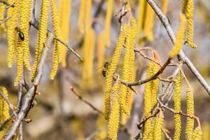 impollinazione di api orecchini nocciola. fioritura nocciola nocciola. foto