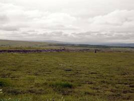 paesaggio di il tundra nel estate. estate tundra su il yamal pe foto