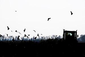 trattore aratura un' campo e corvi volante in giro lui nel ricerca di cibo foto