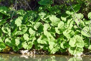 costiero tazza. enorme le foglie di tazze su il fiume banca. foto