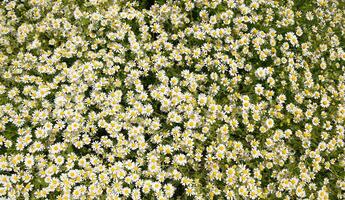 camomilla fiori. farmaceutico camomilla. medicinale pianta camomilla, fioritura. foto