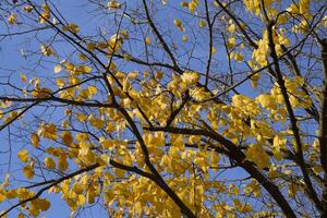 giallo le foglie di un' tiglio. ingiallimento le foglie su il rami di un' albero. autunno sfondo a partire dal le foglie di un' tiglio. giallo autunno le foglie foto