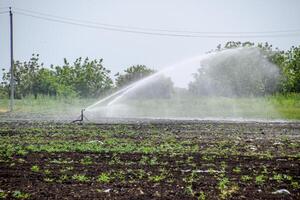 irrigazione sistema nel campo di meloni. irrigazione il campi. spruzzatore foto