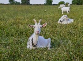 capre pascolo nel il prato foto