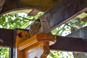 statuetta nel il modulo di un' lumaca su un' di legno mensola sotto il può foto