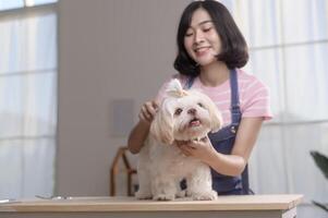 femmina professionale toelettatore Rifinitura taglio di capelli e pettinatura cane pelliccia a animale domestico terme governare salone foto