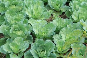 verde cavolo cresciuto per vendita nel verdura mercati è un biologico verdura cresciuto di agricoltori per commerciale uso e è consumato come un' popolare cibo in giro il mondo. foto