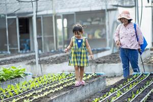 un' madre e figlia Guarda a il lattuga piantine quello avere stato piantato nel il verdura giardino. foto