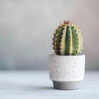 ai generato cactus nel un' minimalista pianta della casa pentola foto