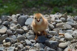 quotidiano pollo. Manutenzione di pollame. foto