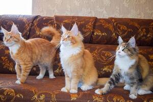 gigante Maine coon gatto. mainecoon gatto, allevamento di di razza gatti a casa foto