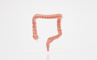 intestinale tratto con digestivo Salute concetto, 3d resa. foto