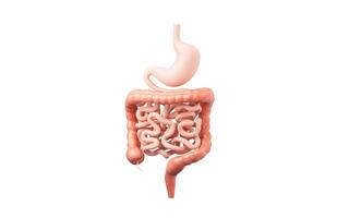 stomaco e intestinale tratto, 3d resa. foto