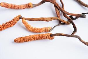 cordyceps sinensis o ofiocordyceps sinensis isolato su bianca sfondo, fungo erba trattamento medicinale. foto