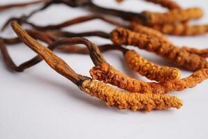 cordyceps sinensis o ofiocordyceps sinensis isolato su bianca sfondo, fungo erba trattamento medicinale. foto