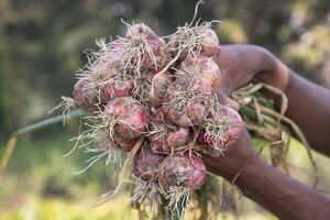 contadino mano Tenere un' mazzo di rosso cipolla a il campo durante coltivazione raccogliere stagione nel il campagna di bangladesh foto