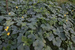 verde biologico verdura dolce zucca piantagione nel il giardino foto