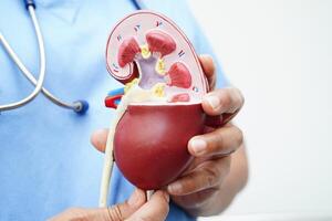 cronico rene patologia, medico con modello per trattamento urinario sistema, urologia, stimato glomerulare filtrazione Vota egfr. foto