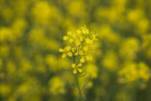 avvicinamento messa a fuoco un' bellissimo fioritura giallo colza fiore con sfocato sfondo foto