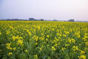 bellissimo floreale paesaggio Visualizza di colza nel un' campo con blu cielo nel il campagna di bangladesh foto