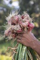 contadino mano Tenere un' mazzo di rosso cipolla a il campo durante coltivazione raccogliere stagione nel il campagna di bangladesh foto