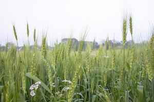 avvicinamento verde Grano spuntone grano nel il campo foto