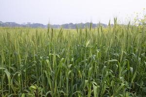 avvicinamento verde Grano spuntone grano nel il campo foto