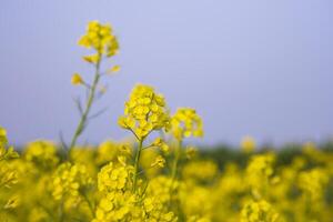 avvicinamento messa a fuoco un' bellissimo fioritura giallo colza fiore con blu cielo sfocato sfondo foto