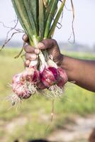 contadino mano Tenere un' mazzo di rosso cipolla a il campo durante coltivazione raccogliere stagione nel il campagna di bangladesh foto